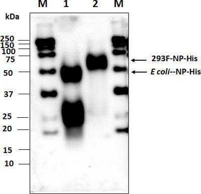 Anti-SARS-COV-2 N-Protein Antibody
