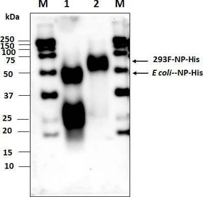 Anti-SARS-COV-2 N-Protein Antibody