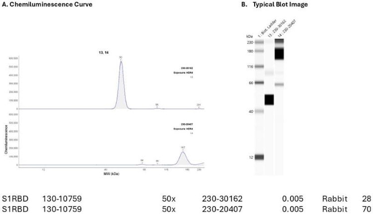 Recombinant protein: Cat. #230-30162 and Cat. #230-20407 | Secondary Ab: Rabbit | Exposure: HDR | Expected MW (kDa): Cat. #230-30162: 21.92; Cat. #230-20407: 77.2