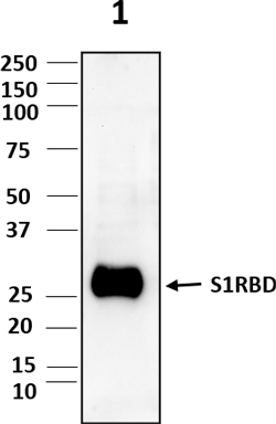 Anti-SARS-COV-2-S1RBD Antibody