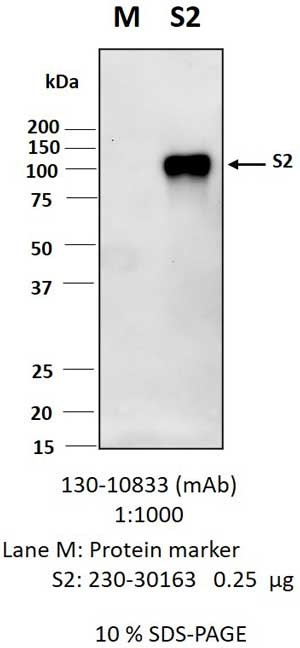 Anti-SARS-COV-2-S2F Antibody