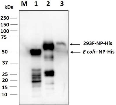 Anti-SARS-COV-2 N-Protein Antibody