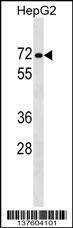 Anti-PPP1R16B (Center) Antibody