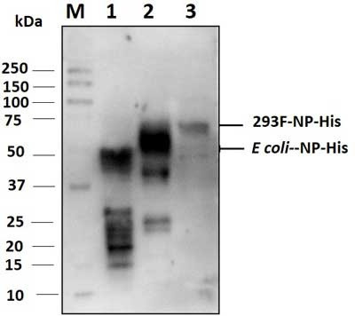 Anti-SARS-CoV-2 N-Protein Antibody