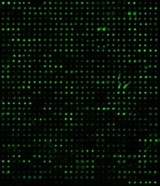 Rat Proteome Profiling Array L3 (500-Plex, Glass Slide)