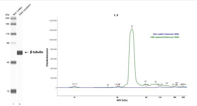 Anti-Beta-tubulin (166-183aa) Antibody