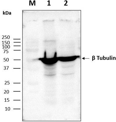 Anti-Beta-tubulin (166-183aa) Antibody