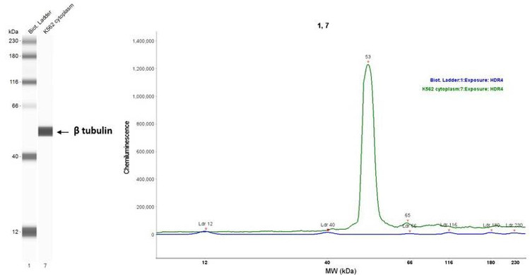 Anti-Beta-tubulin (166-183aa) Antibody