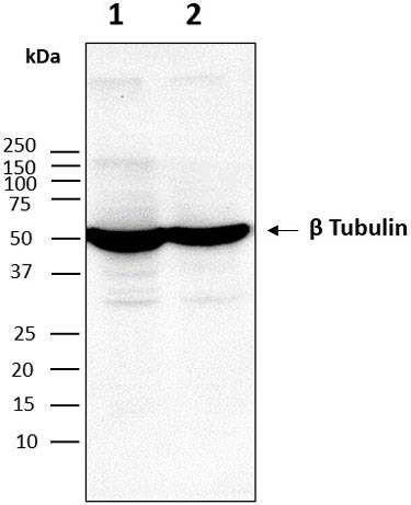 Anti-Beta-tubulin (166-183aa) Antibody