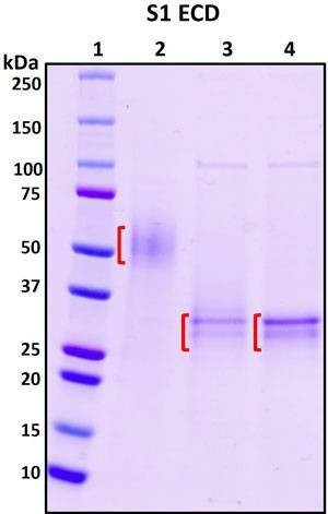 Recombinant SARS-CoV-2 Spike Glycoprotein S1 Subunit Protein, N-terminal Extracellular Domain (ECD)
