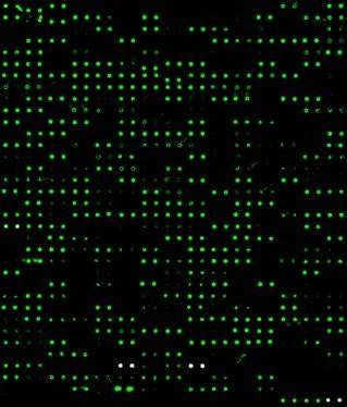 Rat Proteome Profiling Array L1500 (Glass Slide)