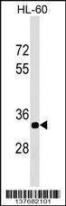 Anti-ERAL1 (Center) Antibody