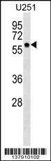Anti-BTN3A3 (N-term) Antibody