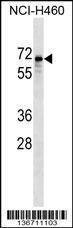 Anti-SNTB1 (Center) Antibody