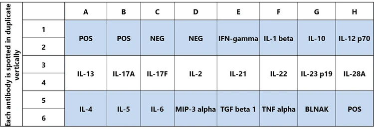 Mouse Th1/Th2/Th17 Array C1