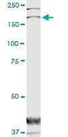 Anti-DOCK1 Antibody