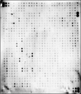 Human Proteome Profiling Array L4000 (Membrane)