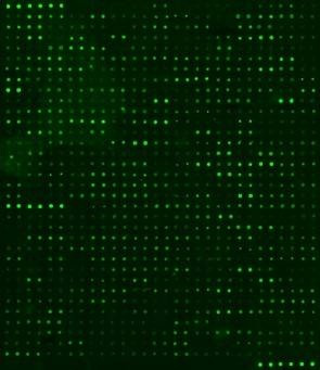Human Proteome Profiling Array L4000 (Glass Slide)