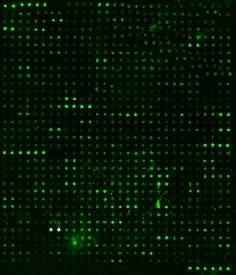 Human Proteome Profiling Array L4000 (Glass Slide)