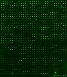 Human Proteome Profiling Array L4000 (Glass Slide)