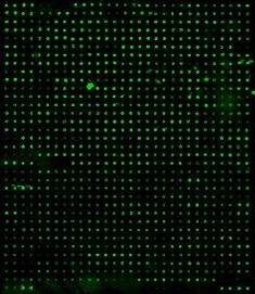 Human Proteome Profiling Array L6000 (Glass Slide)