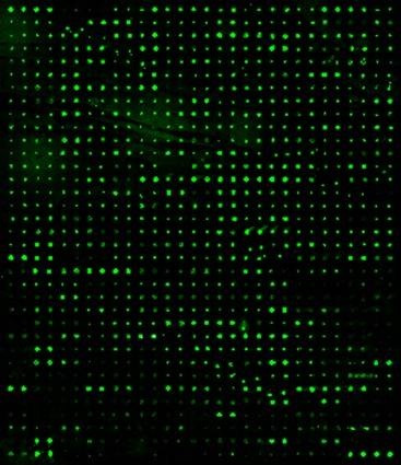 Human Proteome Profiling Array L6000 (Glass Slide)
