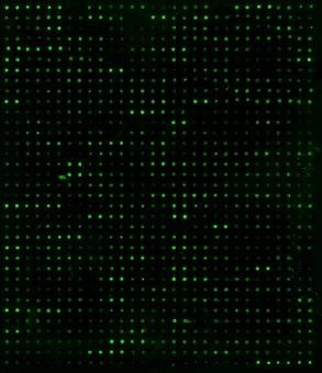 Human Proteome Profiling Array L6000 (Glass Slide)