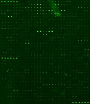 Human Proteome Profiling Array L6000 (Glass Slide)
