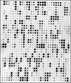 Human Proteome Profiling Array L6000 (Membrane)