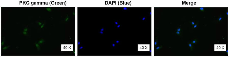 Anti-PKC gamma Antibody
