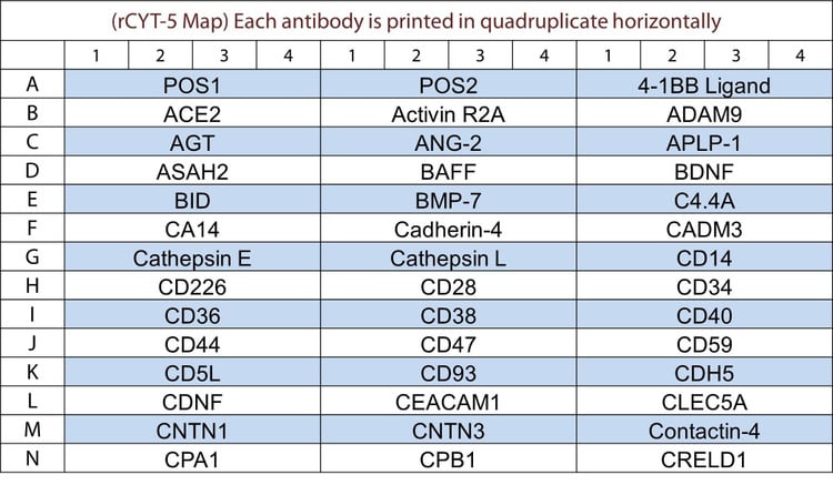 Rat Cytokine Array Q5