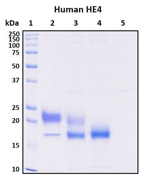Recombinant Human HE4 Protein, Biotinylated