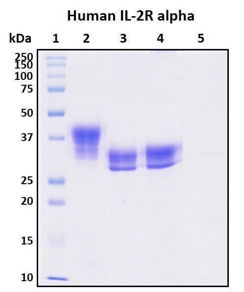 Recombinant Human IL-2 R alpha Protein, Biotinylated
