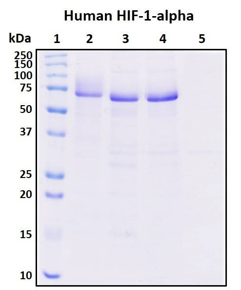 Recombinant HIF-1-alpha Protein, Biotinylated