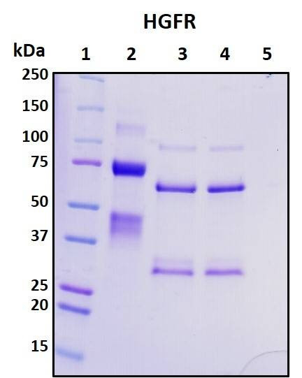Recombinant Human HGFR Protein, Biotinylated