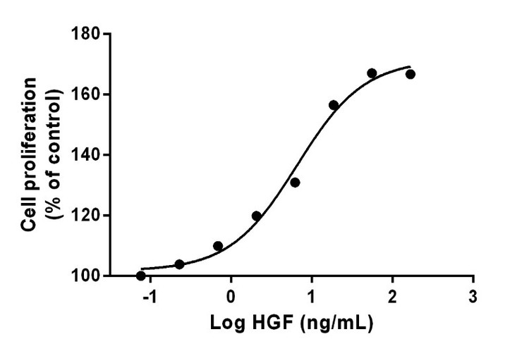Recombinant Human Hepatocyte Growth Factor (HGF) Protein, Biotinylated