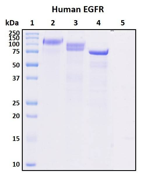 Recombinant Human EGFR (ERBB1/HER1) Protein, Biotinylated
