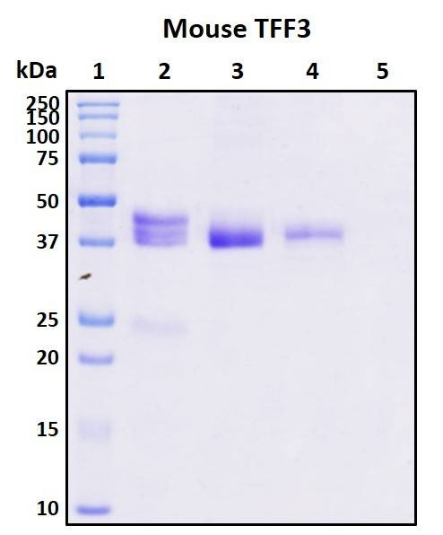 Recombinant Mouse TFF3 Protein, Biotinylated