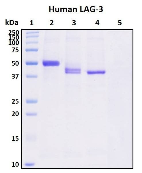 Recombinant Human LAG-3 Protein, Biotinylated