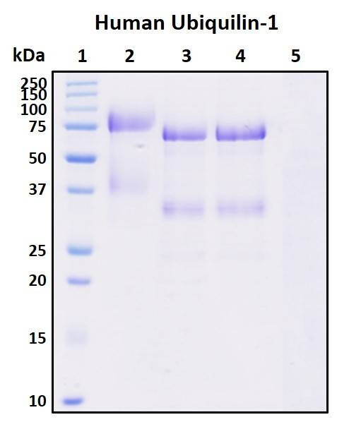 Recombinant Human Ubiquilin-1 Protein, Biotinylated
