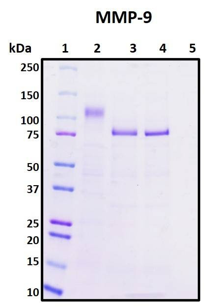 Recombinant Human Matrix Metalloproteinase-9 (MMP-9), Biotinylated
