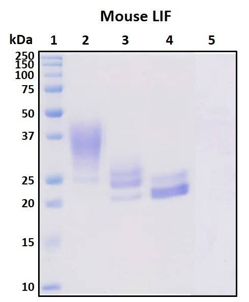 Recombinant Mouse LIF Protein, Biotinylated