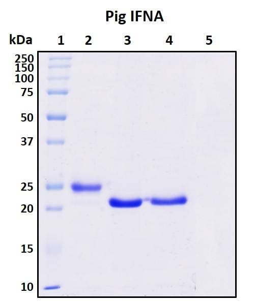 Recombinant Porcine (pig) IFN-alpha 1 (IFNA) Protein, Biotinylated