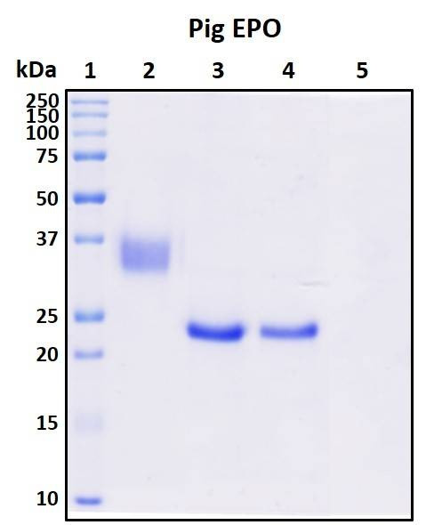 Recombinant Porcine (pig) Erythropoietin (EPO) Protein, Biotinylated
