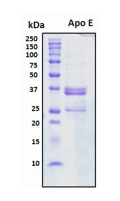 Recombinant Human Apolipoprotein E (Apo E), Biotinylated
