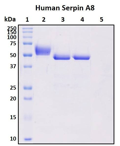 Recombinant Human Serpin A8 Protein, Biotinylated