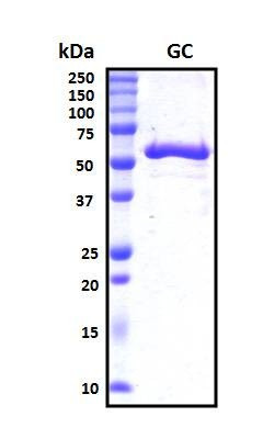 Recombinant Human Vit D Binding Protein, Biotinylated