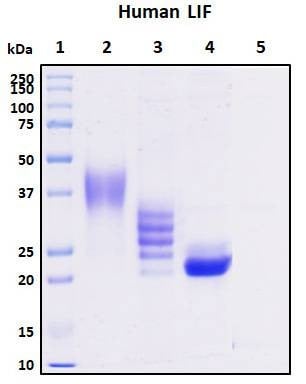 Recombinant Human LIF Protein, Biotinylated