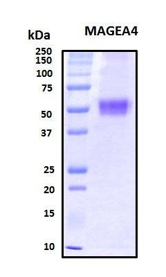 Recombinant Human MAGEA4 Protein, Biotinylated