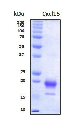 Recombinant Mouse CXCL15 (Lungkine) Protein, Biotinylated
